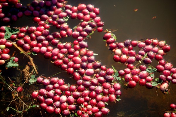 Cranberry Fruits